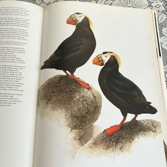 Birds of the West Coast Vol 1 Painting, drawing & text by J.F. Lansdowne. Nature - Picture 14 of 17